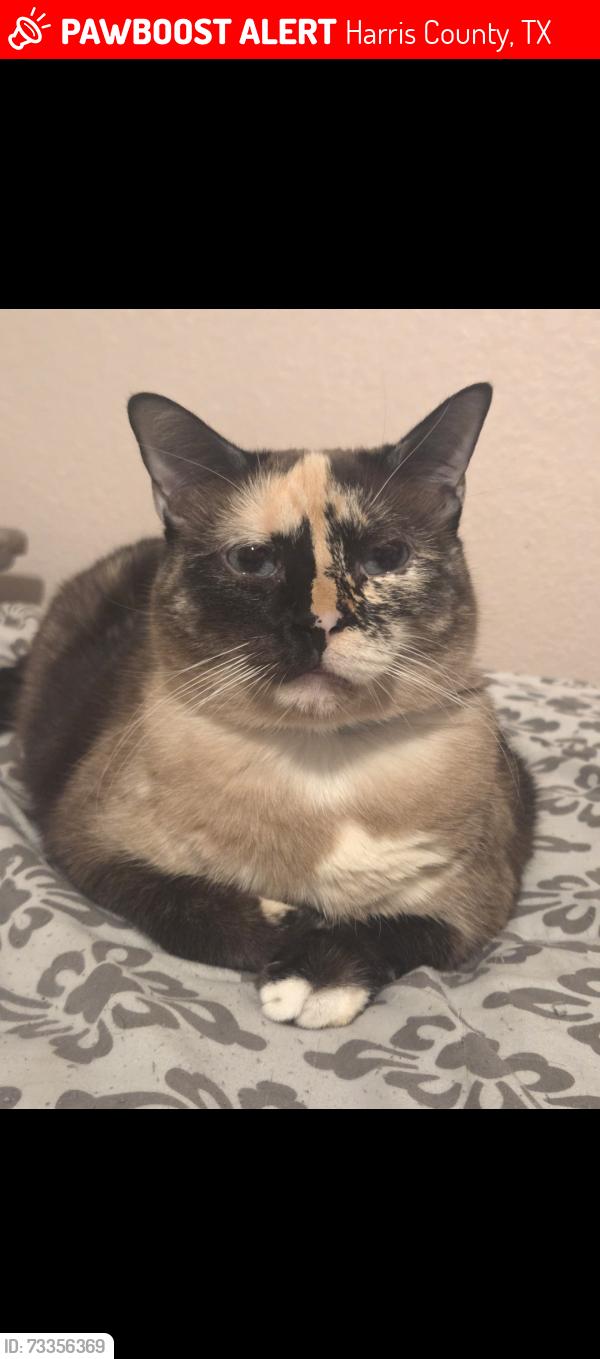 Lost Female Cat last seen Aspen fair trl, Harris County, TX 77389
