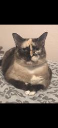 Lost Female Cat last seen Aspen fair trl, Harris County, TX 77389