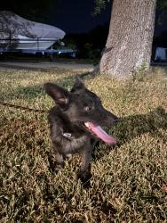 Found/Stray Male Dog last seen Bowman and Sunrise, Round Rock, TX 78664