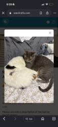 Lost Male Cat last seen Green Valley and 1103, Cibolo, TX 78108