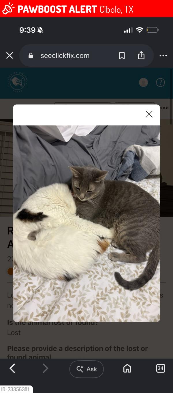 Lost Male Cat last seen Green Valley and 1103, Cibolo, TX 78108