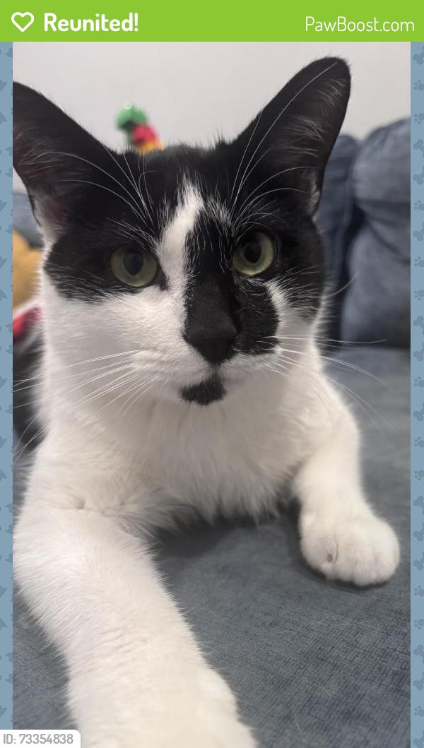 Reunited Male Cat last seen Tramore rd Baltimore Maryland, Baltimore, MD 21214