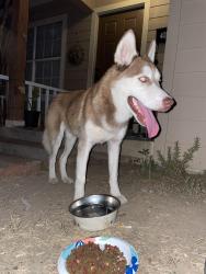 Found/Stray Male Dog last seen Near south hills elementary, Fort Worth, TX 76133