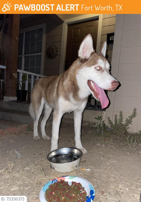 Found/Stray Male Dog last seen Near south hills elementary, Fort Worth, TX 76133