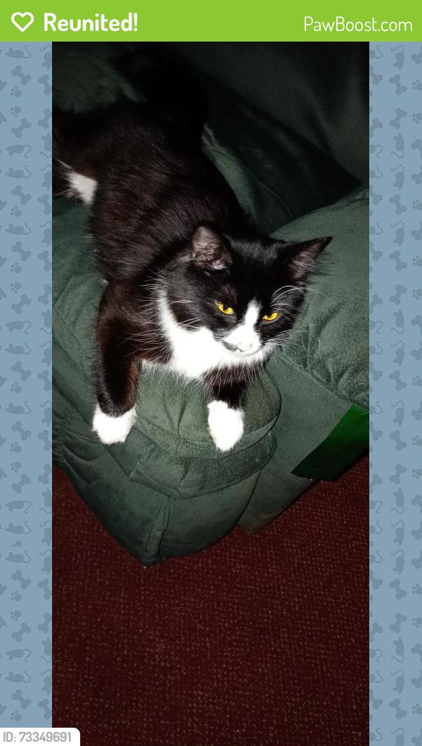 Reunited Female Cat last seen Freshco, Vernon, BC 