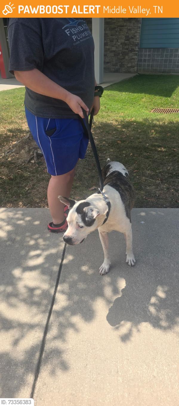 Found/Stray Male Dog last seen Walmart Neighborhood Market, Middle Valley, TN 37343