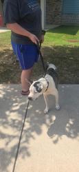 Found/Stray Male Dog last seen Walmart Neighborhood Market, Middle Valley, TN 37343