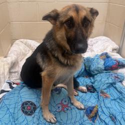 Shelter Stray Female Dog last seen , 5570 Sturmer Park Cir, Winston-Salem, NC 27105, USA