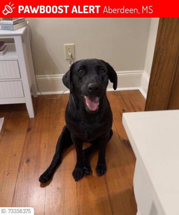 Lost Female Dog last seen Callahan road, aberdeen ms, Aberdeen, MS 39730