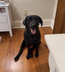 Lost Female Dog last seen Callahan road, aberdeen ms, Aberdeen, MS 39730