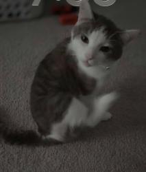 Lost Male Cat last seen In the area of the middle schools, Hephzibah, GA 30815