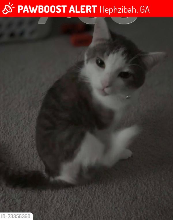 Lost Male Cat last seen In the area of the middle schools, Hephzibah, GA 30815