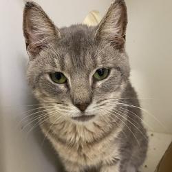 Shelter Stray Male Cat last seen , Animal Care & Control Team of Philly, 111 W Hunting Park Ave, Philadelphia, PA 19140, USA