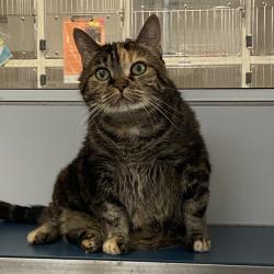 Shelter Stray Female Cat last seen , Animal Care & Control Team of Philly, 111 W Hunting Park Ave, Philadelphia, PA 19140, USA