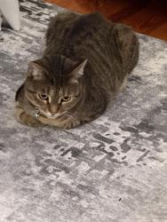 Reunited Female Cat last seen 95bushnel st, Hartford, CT 06114