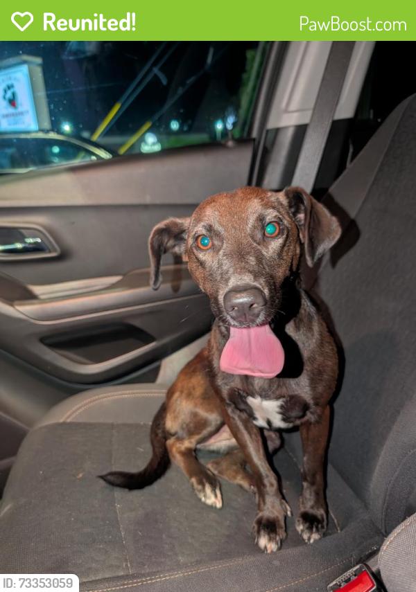 Reunited Female Dog last seen On the corner of prospect and hall, Grand Rapids, MI 49506