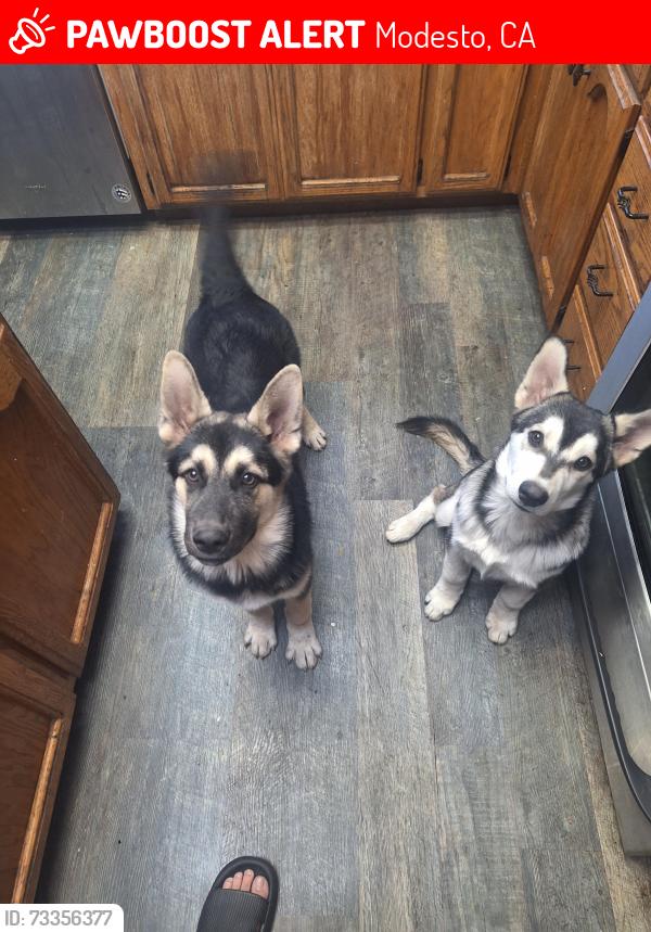 Lost Male Dog last seen Near Nighthawk way Modesto ca, Modesto, CA 95358