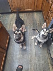 Lost Male Dog last seen Near Nighthawk way Modesto ca, Modesto, CA 95358