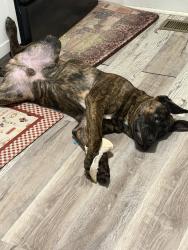 Lost Male Dog last seen Bowman gray satdium, Winston-Salem, NC 27107