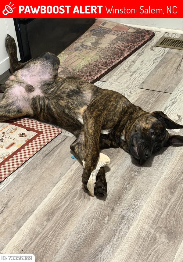 Lost Male Dog last seen Bowman gray satdium, Winston-Salem, NC 27107
