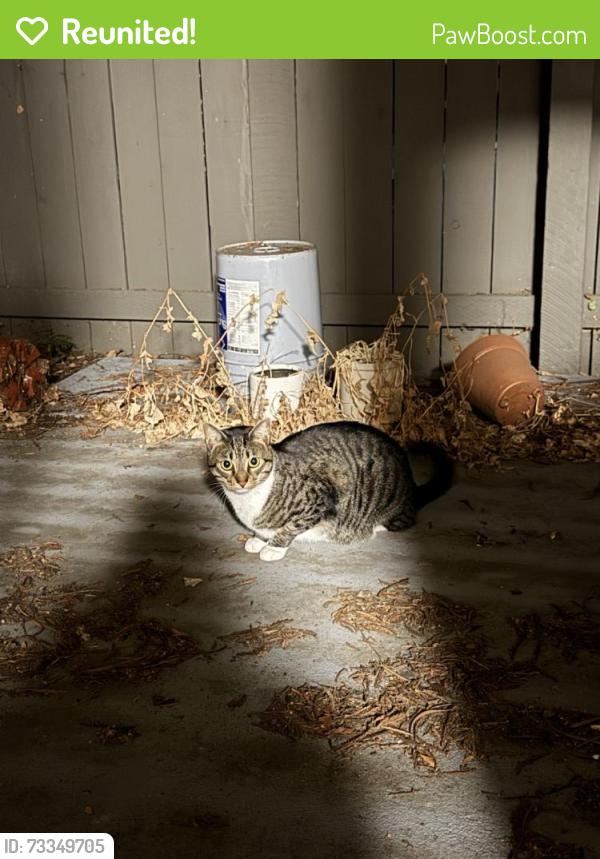 Reunited Female Cat last seen The Terraces, Sunnyvale, CA 94087