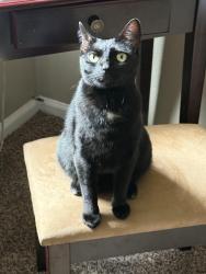 Reunited Female Cat last seen Entrance to Lafayette Heritage Park, Tallahassee, FL 32311