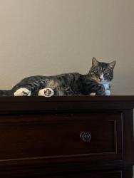 Lost Male Cat last seen Meadows and Dairylide, Castle Rock, CO 80109