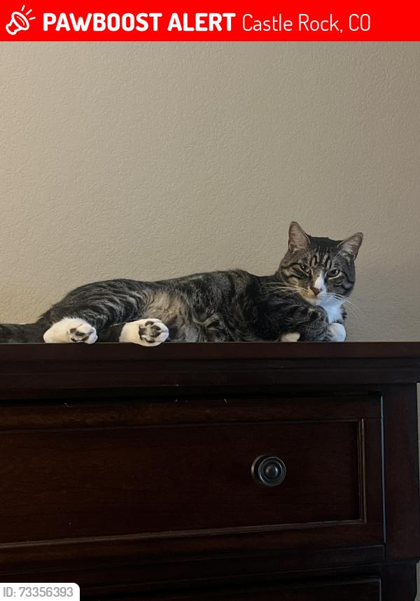 Lost Male Cat last seen Meadows and Dairylide, Castle Rock, CO 80109