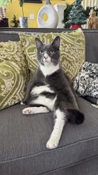 Lost Male Cat last seen Livernois and W Drayton, Ferndale, MI 48220