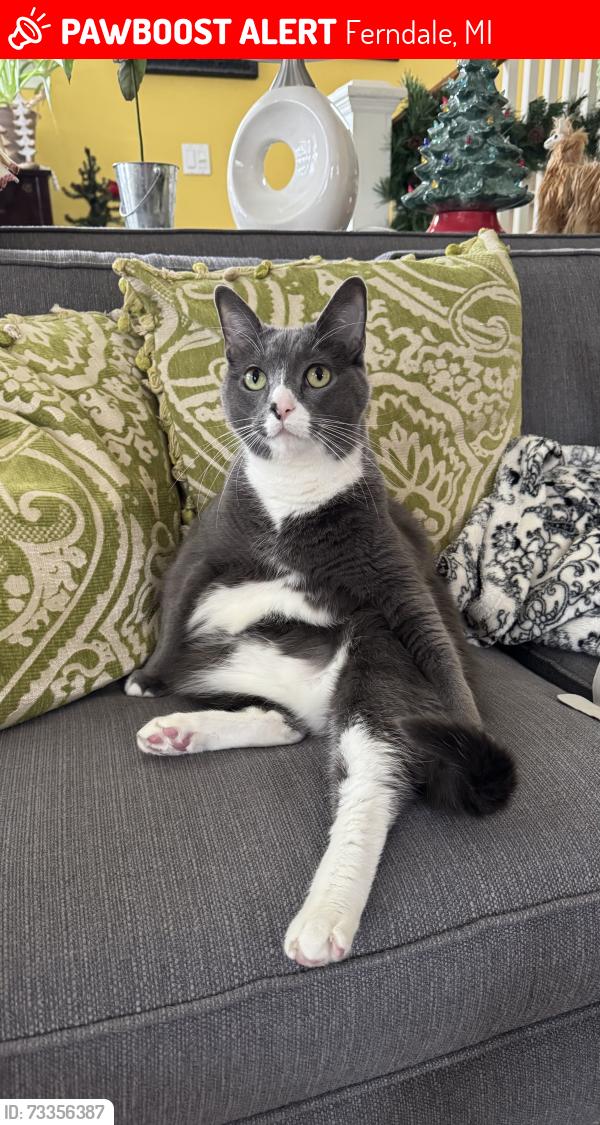 Lost Male Cat last seen Livernois and W Drayton, Ferndale, MI 48220