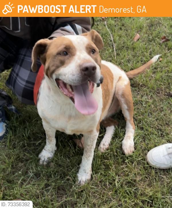 Found/Stray Male Dog last seen Commons piedmont university, Demorest, GA 30535