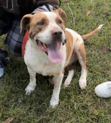 Found/Stray Male Dog last seen Commons piedmont university, Demorest, GA 30535