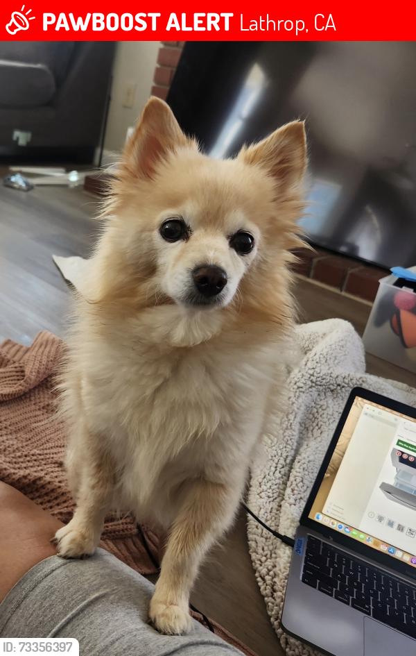 Lost Female Dog last seen Pine valley drive, Lathrop, CA 95330