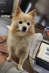 Lost Female Dog last seen Pine valley drive, Lathrop, CA 95330