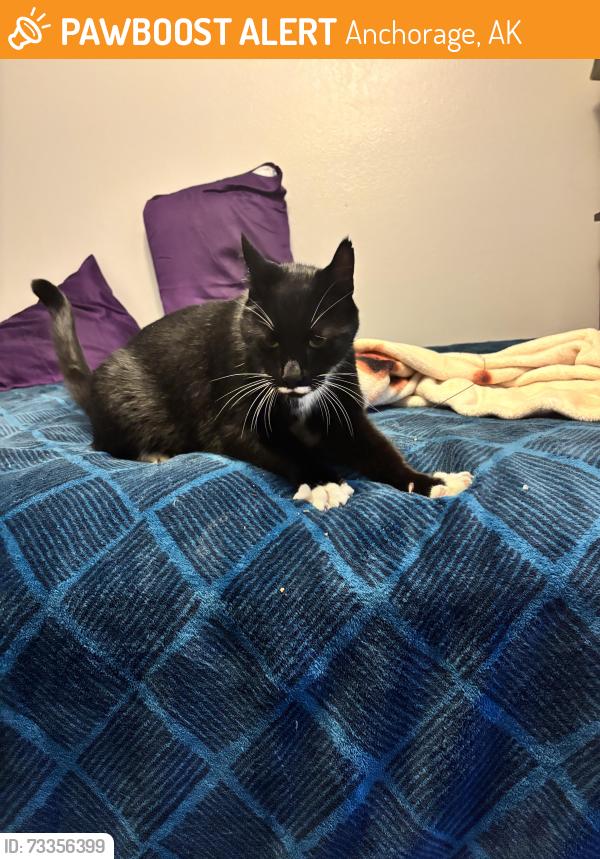 Found/Stray Male Cat last seen Fireweed, Anchorage, AK 99508