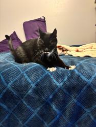 Found/Stray Male Cat last seen Fireweed, Anchorage, AK 99508