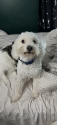 Lost Male Dog last seen Near w 100th ave Thornton co 80260, Thornton, CO 80260