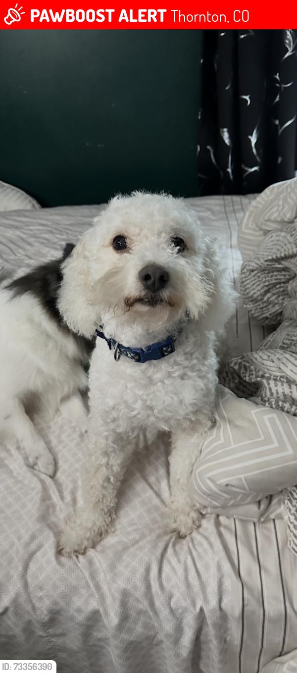 Lost Male Dog last seen Near w 100th ave Thornton co 80260, Thornton, CO 80260