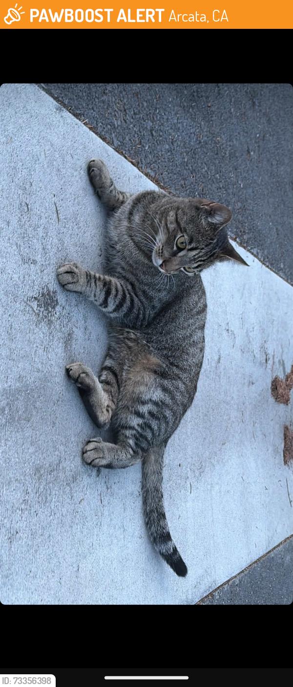 Found/Stray Female Cat last seen Westwood and alliance Arcata CA, Arcata, CA 95521