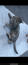 Found/Stray Female Cat last seen Westwood and alliance Arcata CA, Arcata, CA 95521