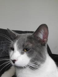 Lost Male Cat last seen Anchor Street and Westend Avenue, Freeport, NY 11520