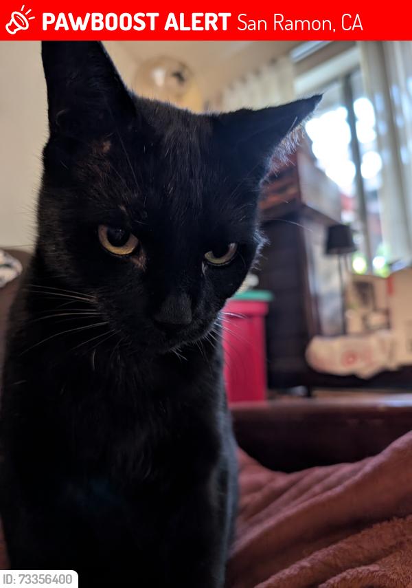 Lost Male Cat last seen Broadmore Dr., San Ramon, CA 94583