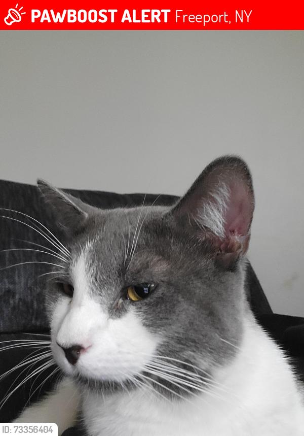 Lost Male Cat last seen Anchor Street and Westend Avenue, Freeport, NY 11520