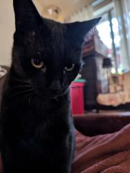 Lost Male Cat last seen Broadmore Dr., San Ramon, CA 94583