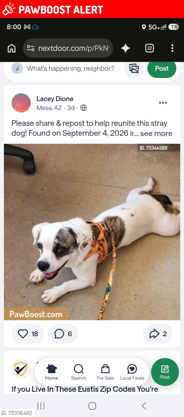 Lost Female Dog last seen Hawes road and University drive mesa, az, usa, Maricopa County, AZ 85207