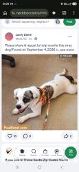 Lost Female Dog last seen Hawes road and University drive mesa, az, usa, Maricopa County, AZ 85207