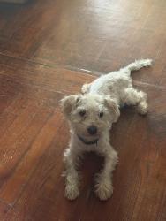Lost Male Dog last seen Perry st and W Virginia Ave, Denver, CO 80219