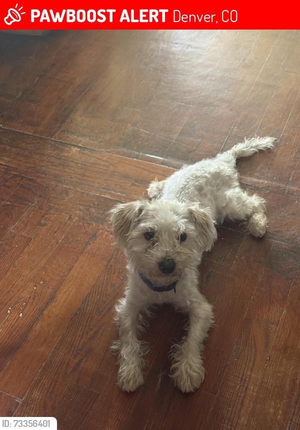Lost Male Dog last seen Perry st and W Virginia Ave, Denver, CO 80219
