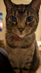 Lost Female Cat last seen Vine ave and 12th Street, McAllen, TX 78501
