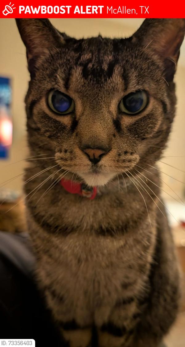 Lost Female Cat last seen Vine ave and 12th Street, McAllen, TX 78501